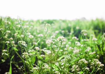 Peniaztek: Ako sa starať o túto obľúbenú izbovú rastlinu?
