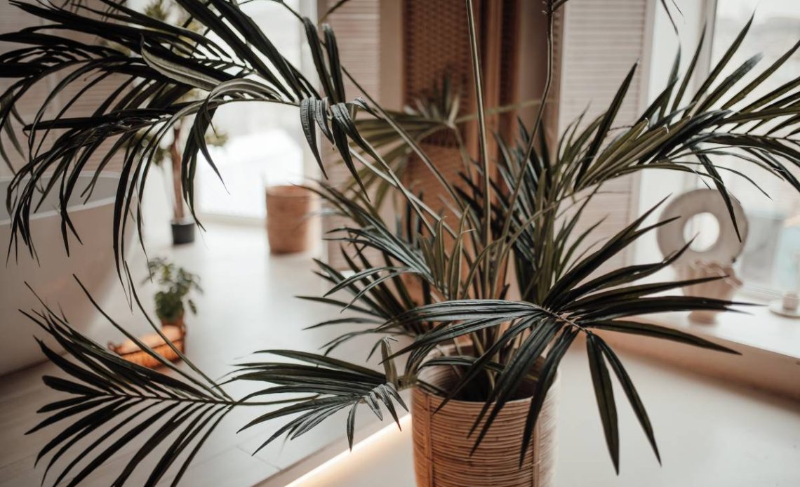 Izbové palmy