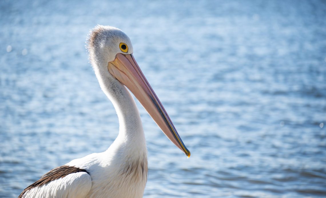 Zaujímavosti o zvieratách